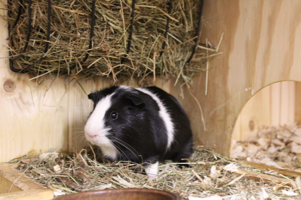 Máme rádi zvířata 1