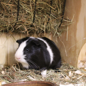 Máme rádi zvířata 1