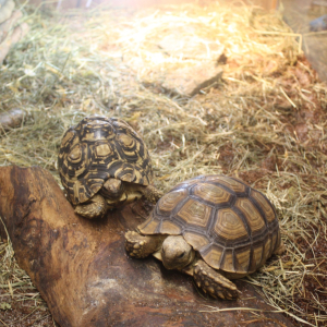 Máme rádi zvířata 2